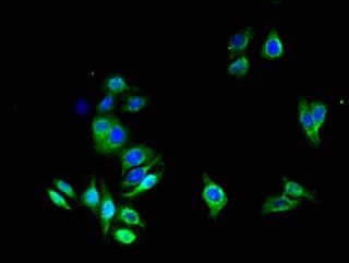 AQP1 / Aquaporin 1 Antibody