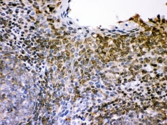 Polyclonal Rabbit anti-Human SELL / L-Selectin / CD62L Antibody (IHC, WB)