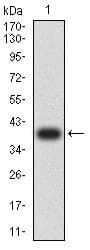 TIGIT Antibody (clone 4C5B9)