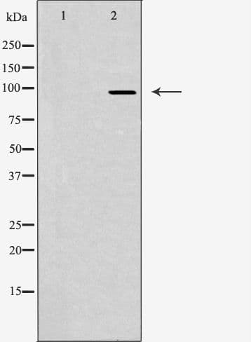 JAKMIP2 Antibody