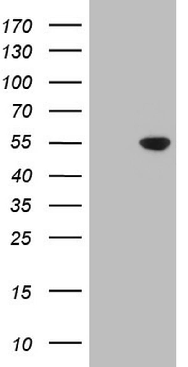 CDKL2 Antibody (aa291-493, clone OTI5D9, Carrier-free)