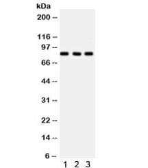 SP3 Antibody