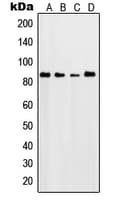 SGK1 / SGK Antibody (Internal)
