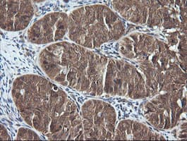 DNM1L / DRP1 Antibody (clone OTI1C1, Carrier-free)