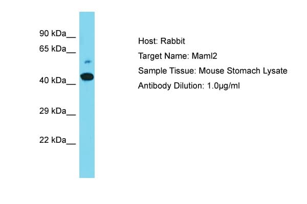 Polyclonal Rabbit anti-Mouse MAML2 Antibody (aa324-373, WB)