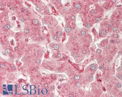 IHC-plus™ OR8D1 Antibody (aa234-283)