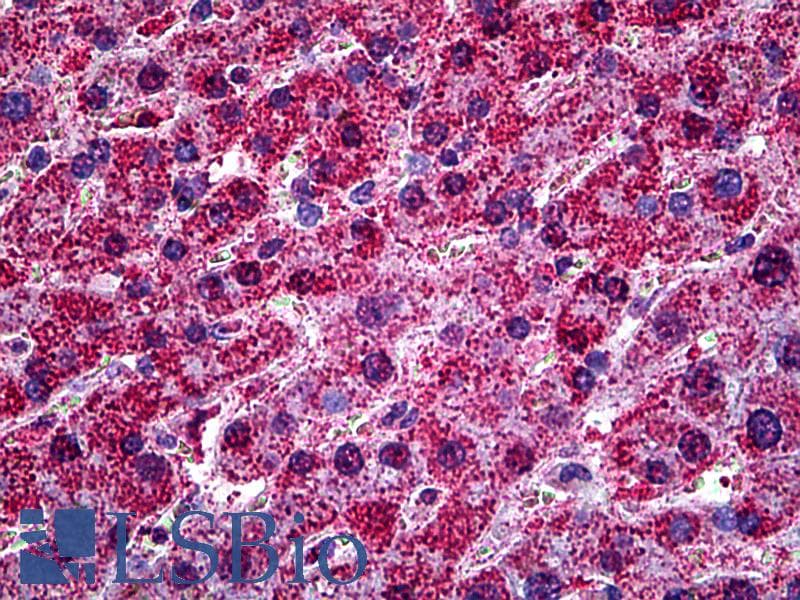 IHC-plus™ HYOU1 / ORP150 Antibody (clone 6F7)