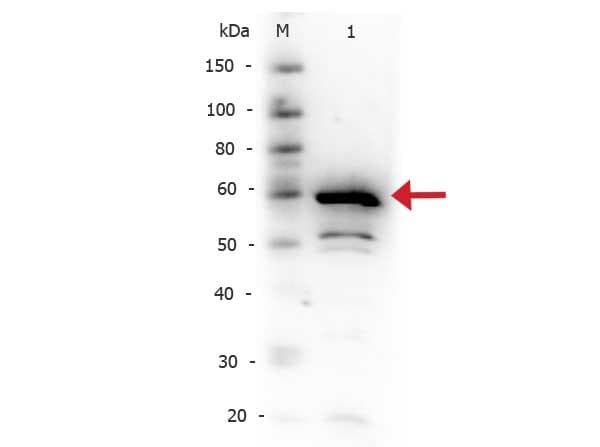 IHC-plus™ NFKBIA / IKB Alpha / IKBA Antibody (C-Terminus)