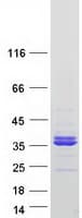 Human PLSCR3 Protein (Recombinant Myc-DDK (Flag))