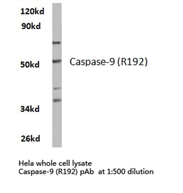 CASP9 / Caspase 9 Antibody (Arg192)