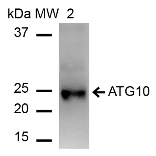 ATG10 Antibody (PerCP)