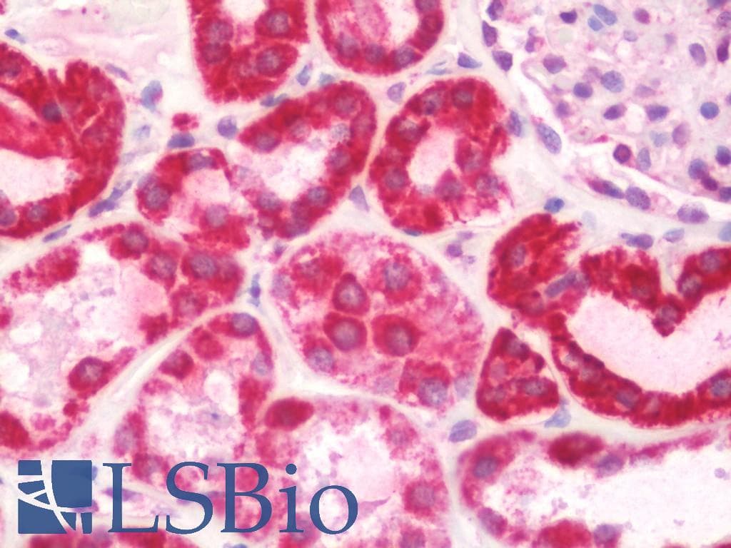 IHC-plus™ COX6A1 Antibody