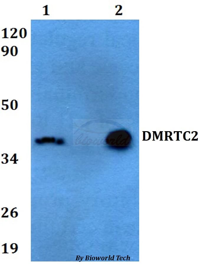 Polyclonal Rabbit anti-Human DMRTC2 Antibody (WB)