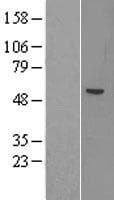 ACSM1 Protein (Over-Expression Lysate Myc-DDK (Flag))