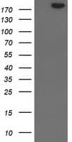 SHPRH Antibody (clone OTI6D9)