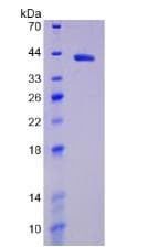 Human HIF1A / HIF1 Alpha Protein (Recombinant His, N-Terminal)