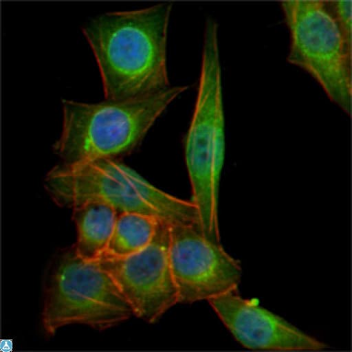 Beta Tubulin Antibody