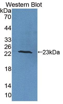 Polyclonal Rabbit anti-Pig IL6 / Interleukin 6 Antibody (aa30-212, WB)