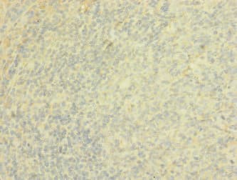 PTPRJ / CD148 Antibody