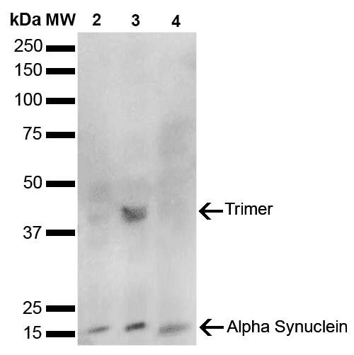 SNCA / Alpha-Synuclein Antibody (clone 10H7)