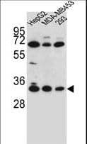 Polyclonal Rabbit anti-Human OR2T3 Antibody (aa280-308, IHC, IF, WB)