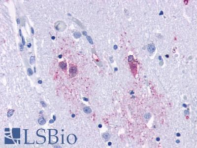 PathPlus™ TAAR9 Antibody (C-Terminus)