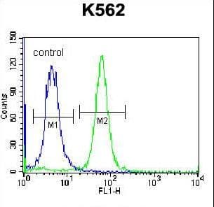 Polyclonal Rabbit anti-Human PSORS1C1 Antibody (aa13-42, IHC, WB)