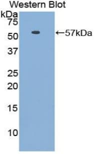 HSPBP1 Antibody (aa136-354)
