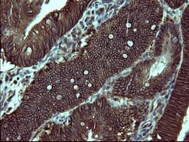 EPCAM Antibody (clone OTI1H2)