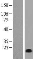 NOLA2 Protein (Over-Expression Lysate Myc-DDK (Flag))