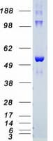 Human AKT2 Protein (Recombinant Myc-DDK (Flag))