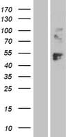 Human LAG3 Protein (Over-Expression Lysate Myc-DDK (Flag))