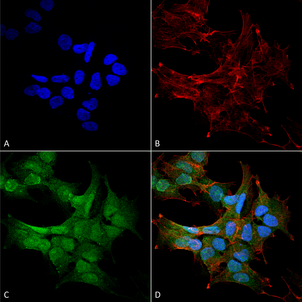 BECN2 Antibody (Atto 594)