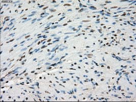 LTA4H / LTA4 Antibody (clone OTI2C5)
