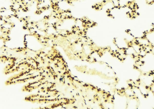 ISCU Antibody