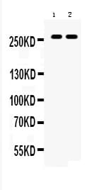ABCA4 Antibody