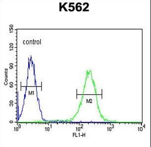 KIAA1324L Antibody (aa109-138)
