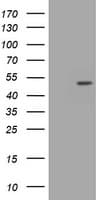 CDC123 Antibody (clone OTI5F6)