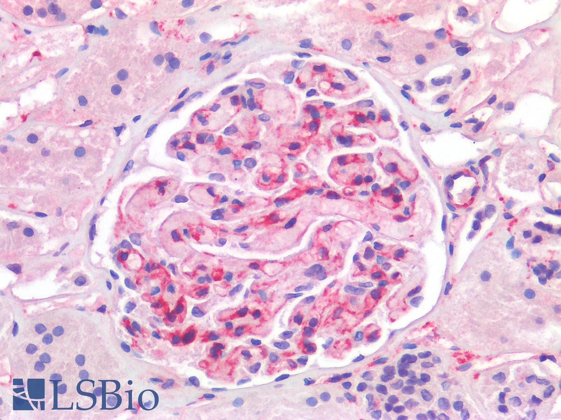 IHC-plus™ PECAM-1 / CD31 Antibody