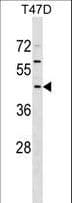 Polyclonal Rabbit anti-Human FBXO16 Antibody (aa245-272, WB)
