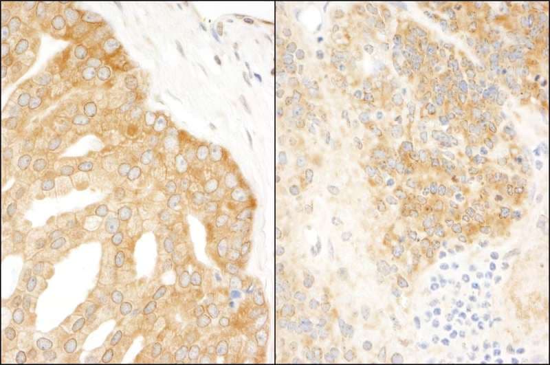 EIF3A Antibody (aa860-910)