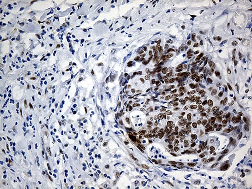 IRF2BP1 Antibody (aa457-584, clone OTI6C9)