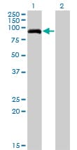 PDE8A Antibody (clone 1H6)