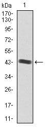 IGF2 Antibody (Amino Acid: 25-180, clone 8H1)