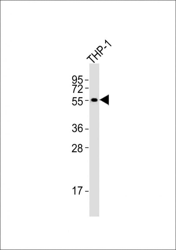 SSTR1 Antibody (aa367-403)