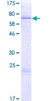 Human TMPRSS11B Protein (Recombinant GST)