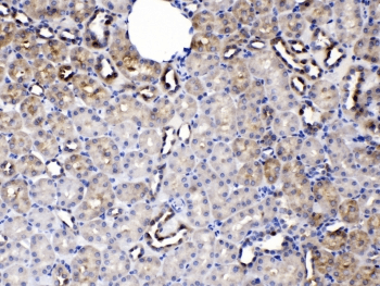 Polyclonal Rabbit anti-Human SERPINA5 / PCI Antibody (IHC, WB)