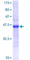 Human REG3A Protein (Recombinant GST)