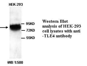 IHC-plus™ Polyclonal Rabbit anti-Human GRG4 / TLE4 Antibody (N-Terminus, IHC, WB)