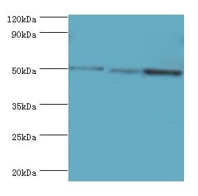 ZMYND10 Antibody (aa201-440)